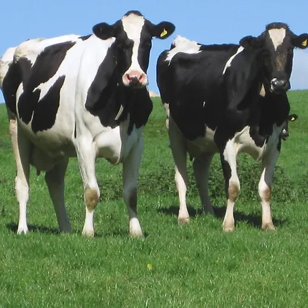 Haye Barton Farm 펜션 리스커드